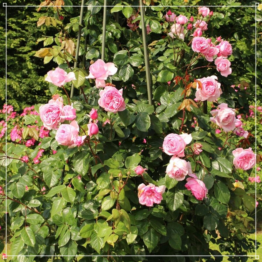 Kiss Me Kate róża pnąca